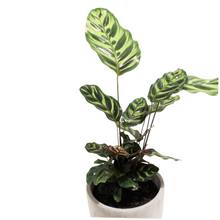 Load image into Gallery viewer, Calathea Peacock
