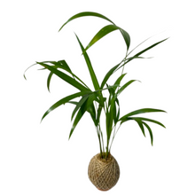 Load image into Gallery viewer, Areca Palm Kokedama
