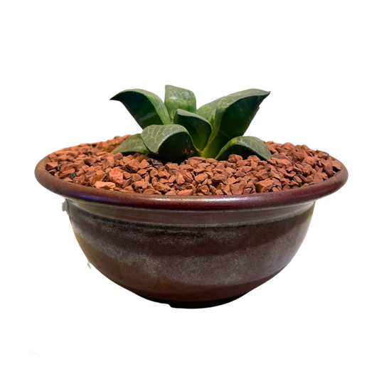 Haworthia Emelyae