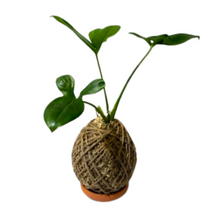 Load image into Gallery viewer, Philodendron Geoldii Kokedama
