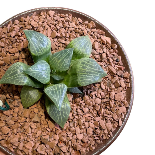 Haworthia Emelyae