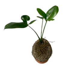 Load image into Gallery viewer, Philodendron Geoldii Kokedama
