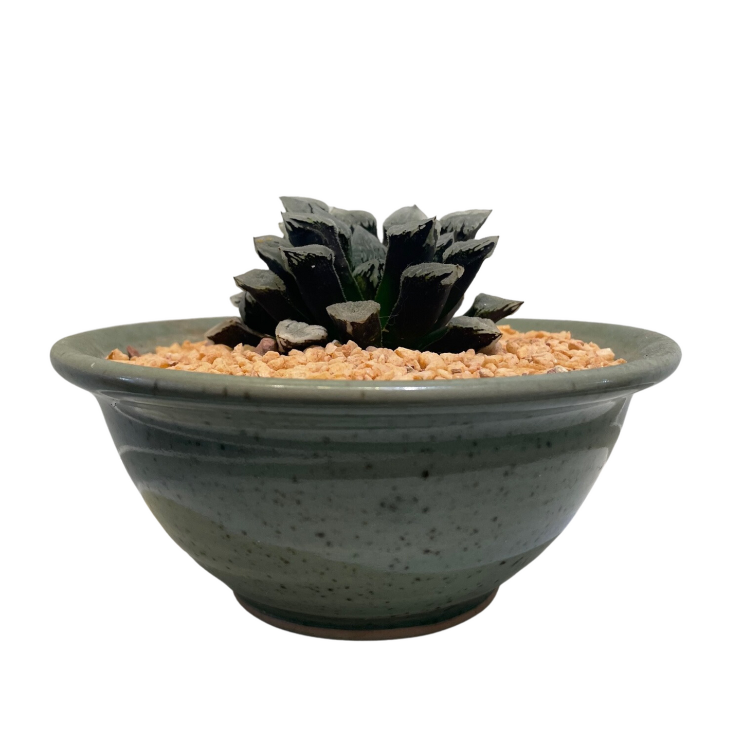 Haworthia Pygmaea