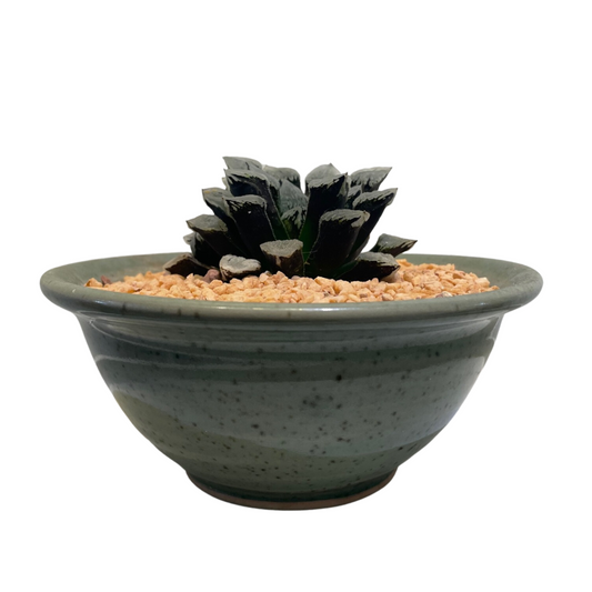 Haworthia Pygmaea