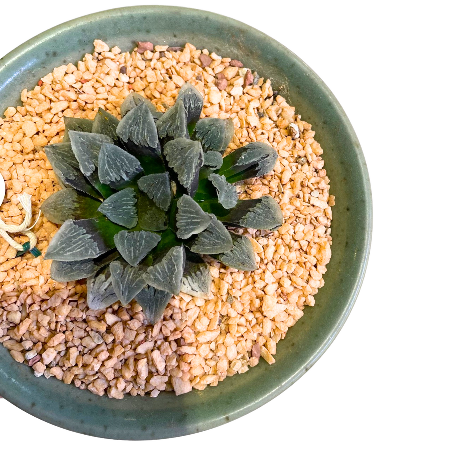 Haworthia Pygmaea