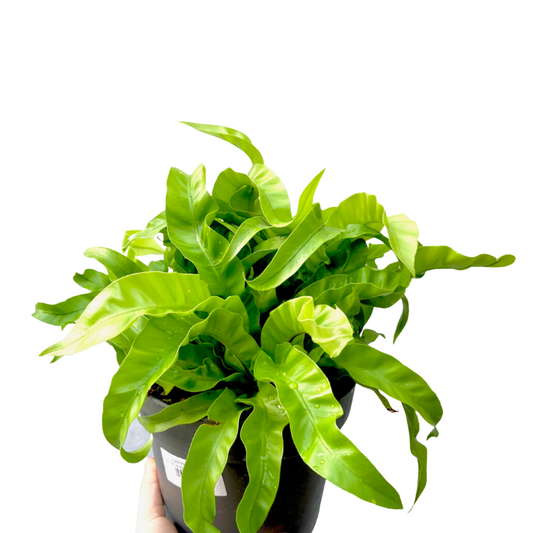 Bird's Nest Fern
