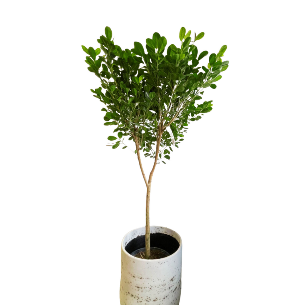 Ficus Moclame Standard