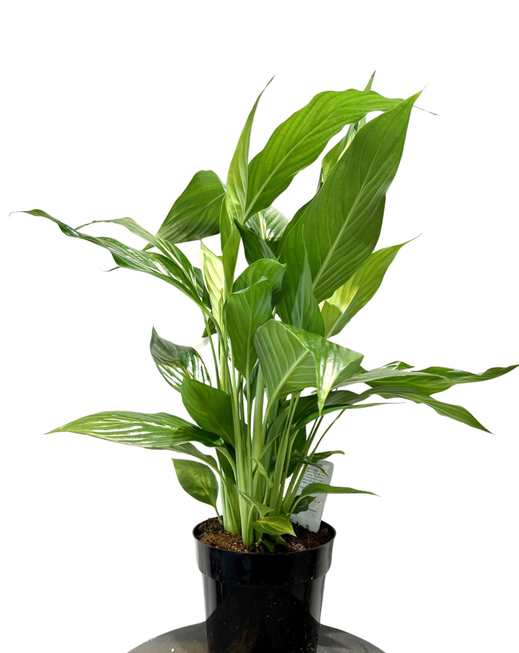 Peace Lily Green