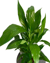 Load image into Gallery viewer, Peace Lily Green
