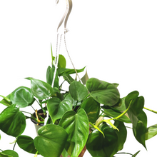 Load image into Gallery viewer, Philodendron Heart hanging basket
