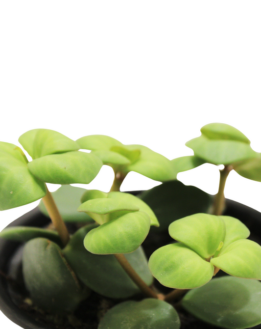 Peperomia hope