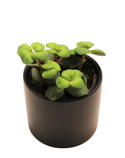 Peperomia hope