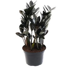 Load image into Gallery viewer, ZZ Plant Black Raven
