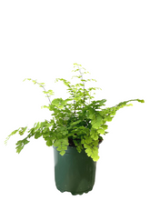 Load image into Gallery viewer, Maidenhair Fern
