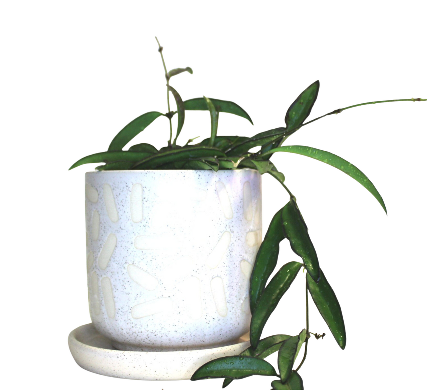 Hoya Wayetii