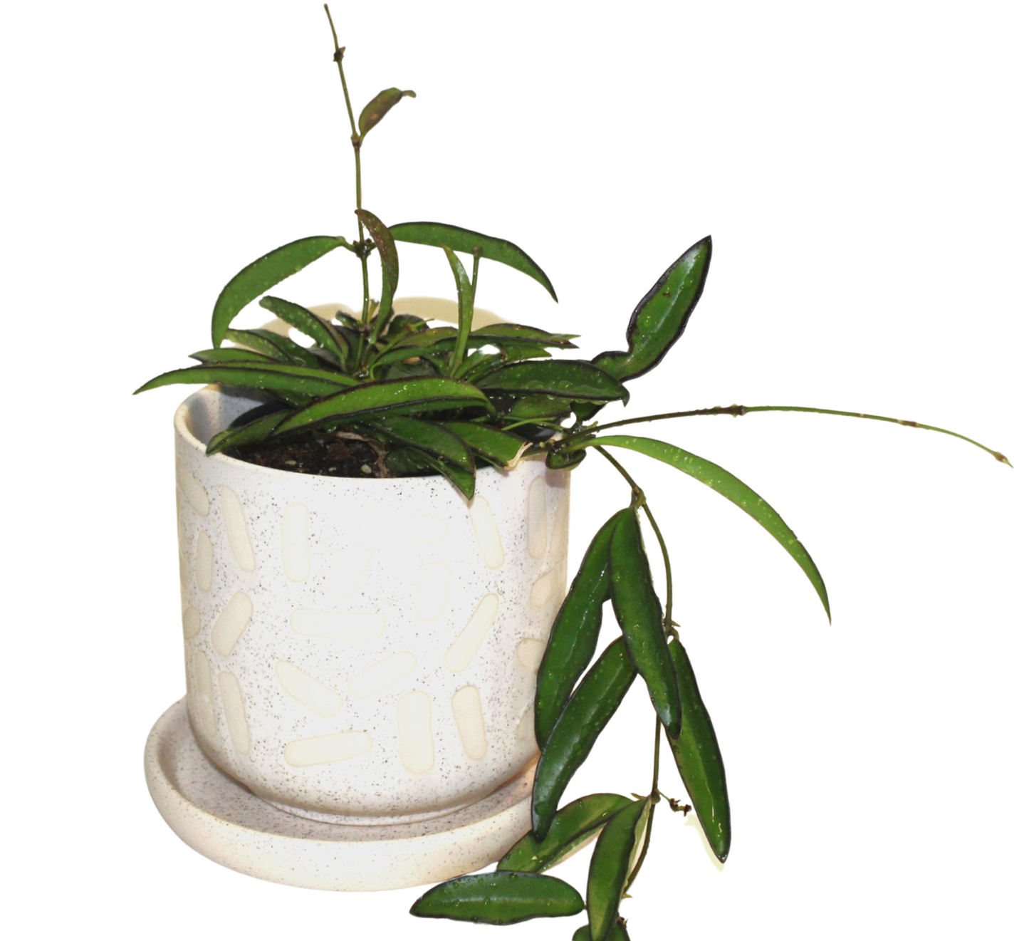 Hoya Wayetii