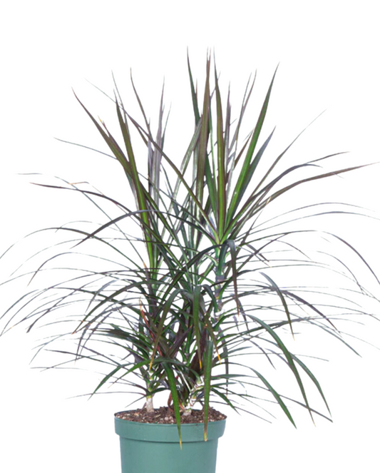 Dragon tree