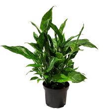 Load image into Gallery viewer, Peace lily Domino
