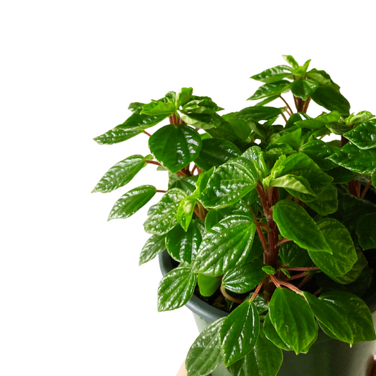 Peperomia Little Fantasy