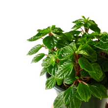 Load image into Gallery viewer, Peperomia Little Fantasy
