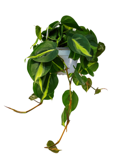 Philodendron Brazil Hanging Basket