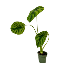 Load image into Gallery viewer, Alocasia Green Shield
