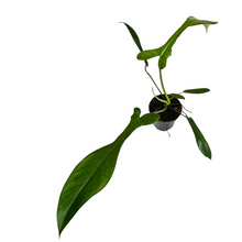 Load image into Gallery viewer, Philodendron Jeopii
