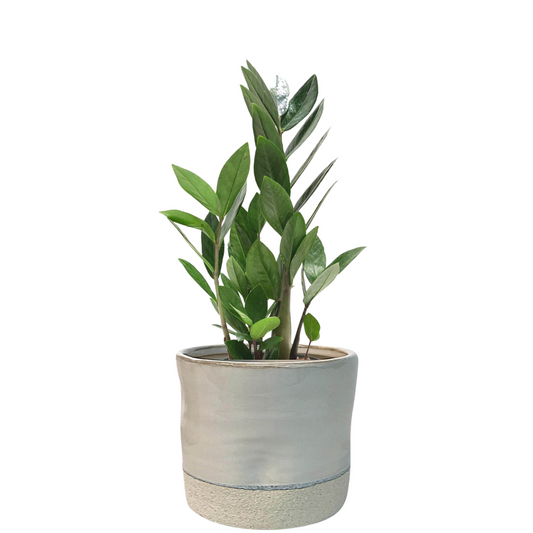 Tenille planter