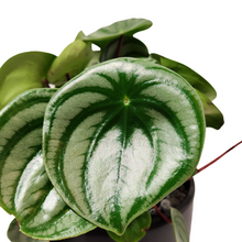 Load image into Gallery viewer, Peperomia Watermelon
