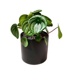 Load image into Gallery viewer, Peperomia Watermelon
