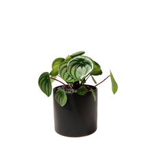 Load image into Gallery viewer, Peperomia Watermelon
