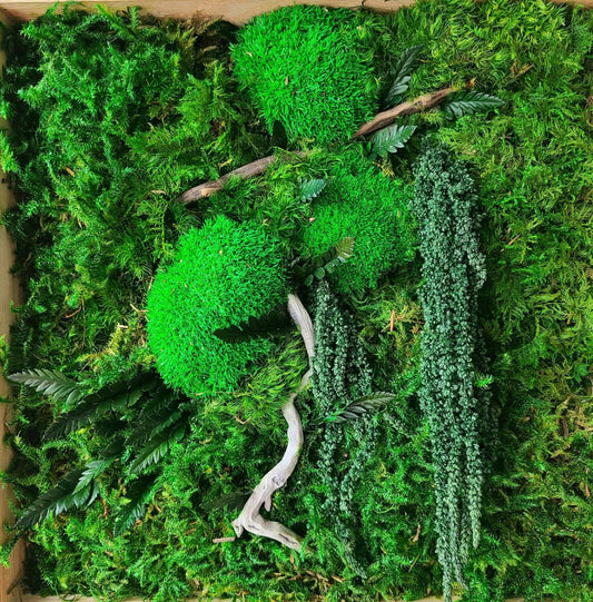 Green gem moss