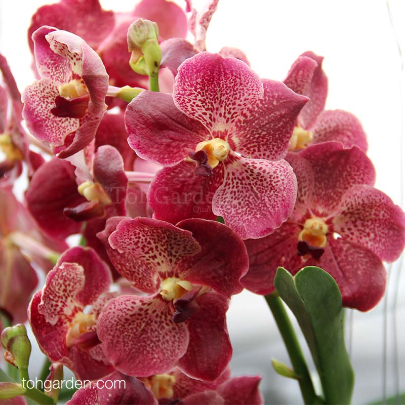 Vanda Orchid