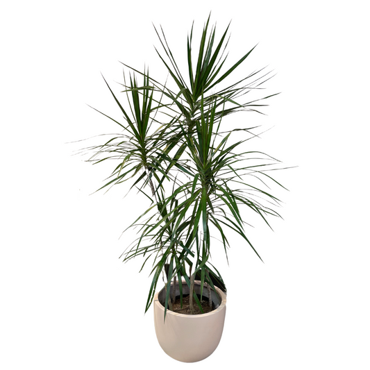 Large Dragon tree 5 ft. tall