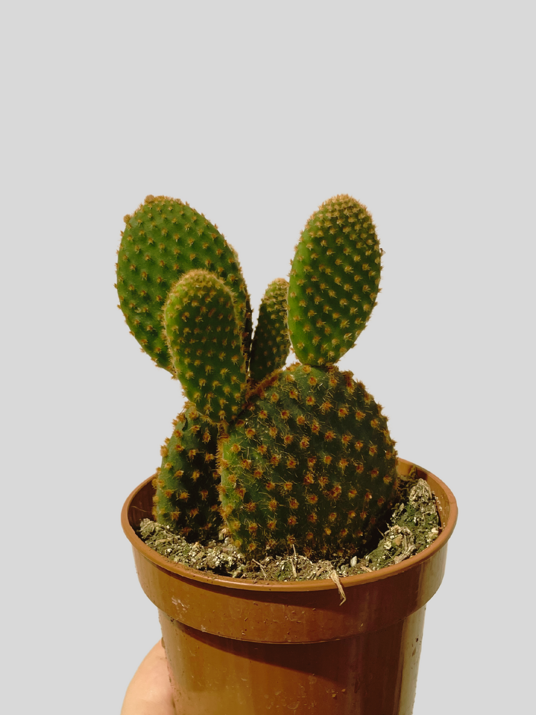 Bunny Ears Cactus