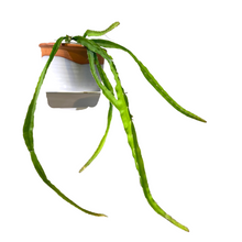 Load image into Gallery viewer, Rhipsalis lepismium
