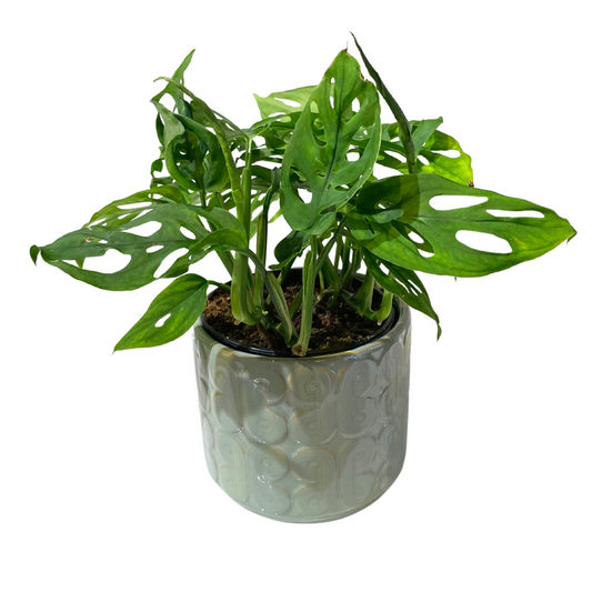 Monstera Adansonii
