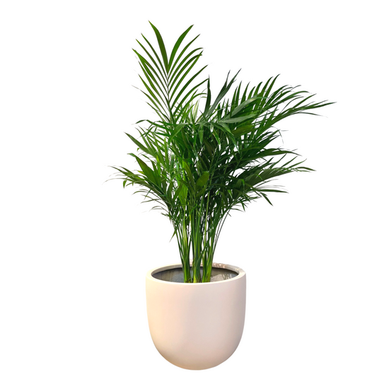 Cascade Palm