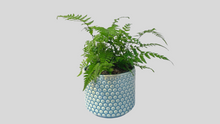 Load image into Gallery viewer, Rock Fern
