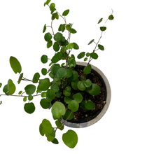 Load image into Gallery viewer, Maidenhair Vine
