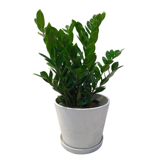 ZZ Plant Large