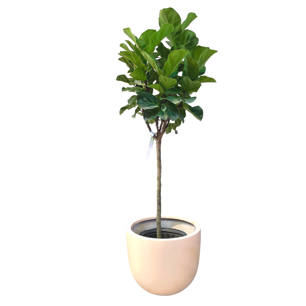 Ficus Lyrata Bambino Standard