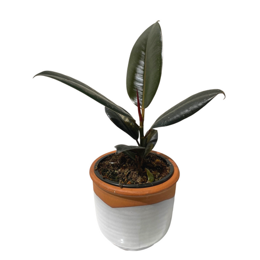 Ficus Rubber Burgundy