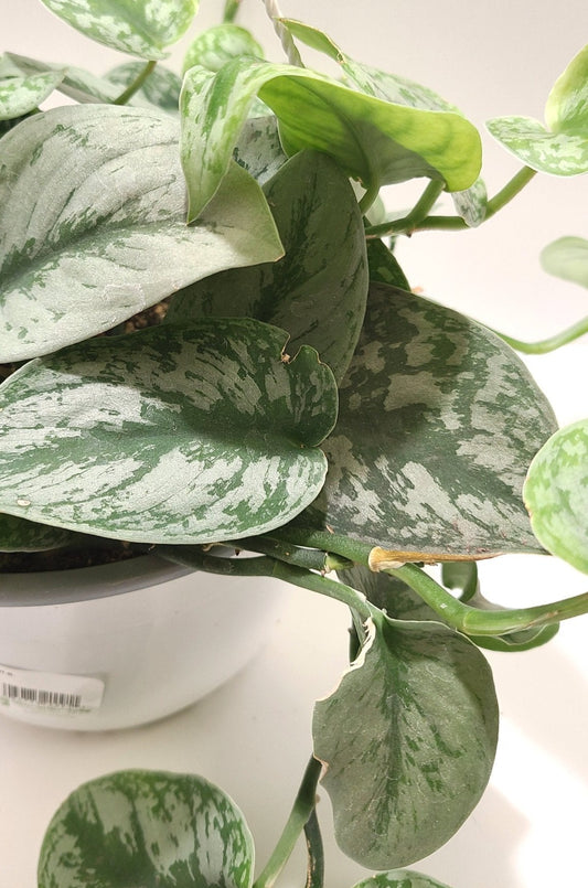 Satin Pothos Exotica