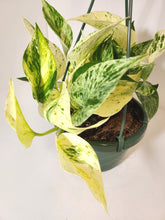 Load image into Gallery viewer, Marble Pothos Hanging Basket
