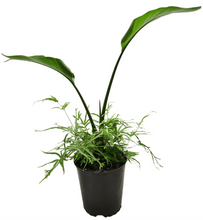 Load image into Gallery viewer, Birds of Paradise - JUSTPLANTS
