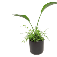 Load image into Gallery viewer, Birds of Paradise - JUSTPLANTS
