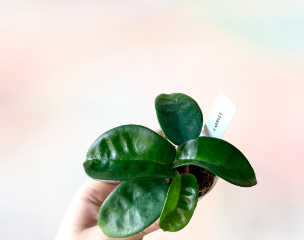 Hoya Krinkle 8