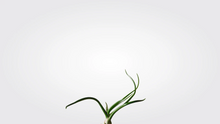 Load image into Gallery viewer, Small Air Plants
