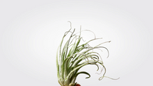 Load image into Gallery viewer, Small Air Plants
